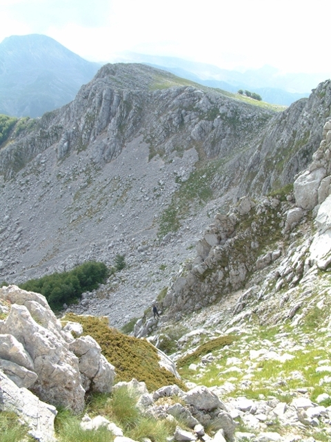 Camoscio d''Abruzzo Rupicapra pyrenaica ornata